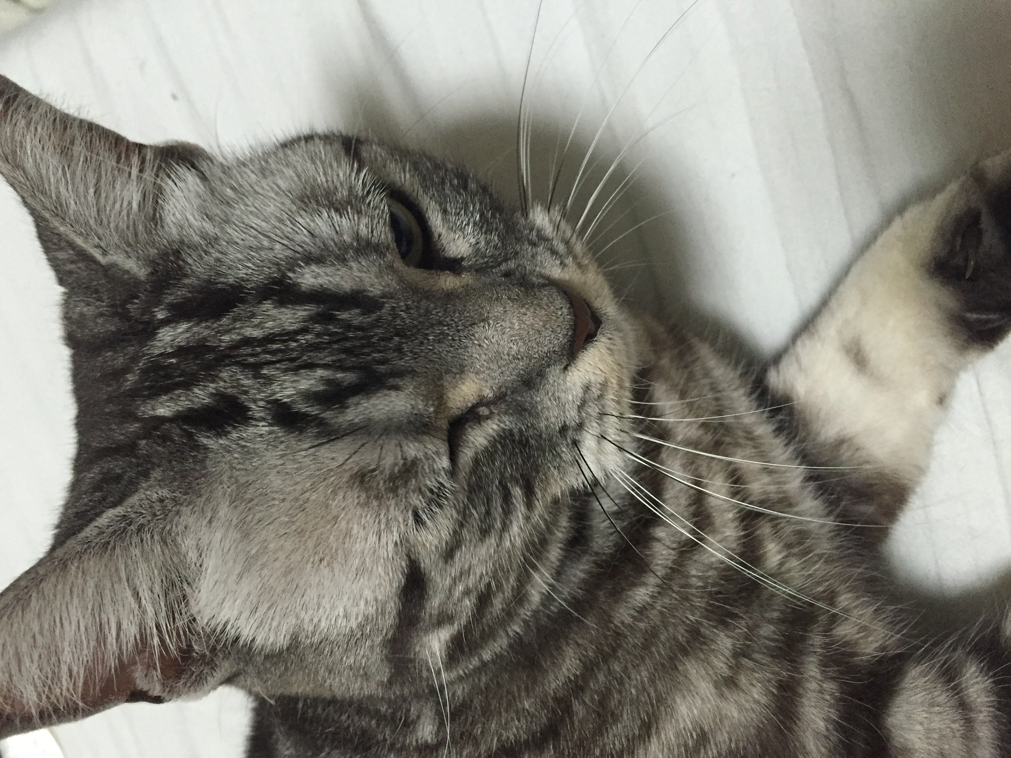 Profile photo of Yuki Ichihara